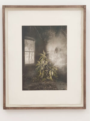 Vegetation Under Window Hand Colored - Suzanne Moxhay