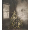 Vegetation Under Window Hand Colored - Suzanne Moxhay_1